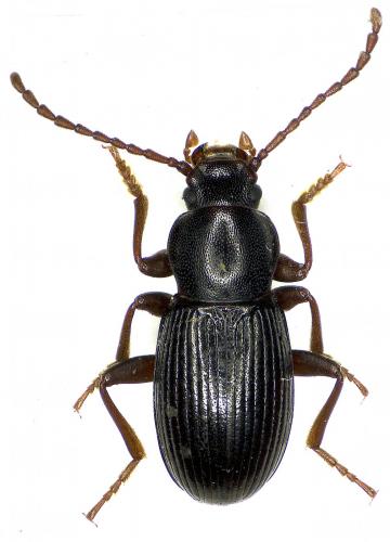 Réf. 180 872 : Stenohelops pyrenaeus